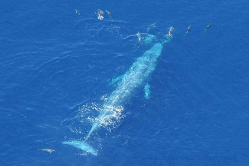 Blue whales have been internationally protected since 1966.
