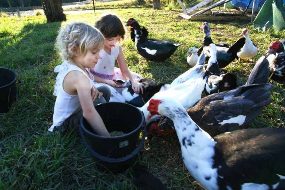  Photo: Natalie's children learn on the farm where they see all aspects of life, good and bad. (ABC Port Macquarie: Wiriya Sati) 