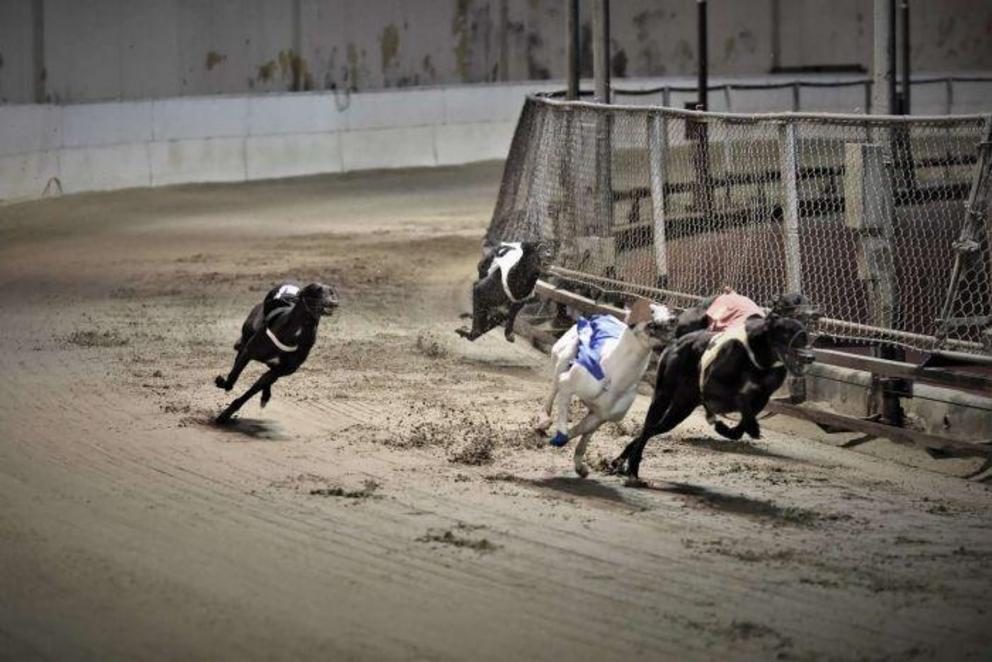 Greyhounds racing at Macau's Canidrome