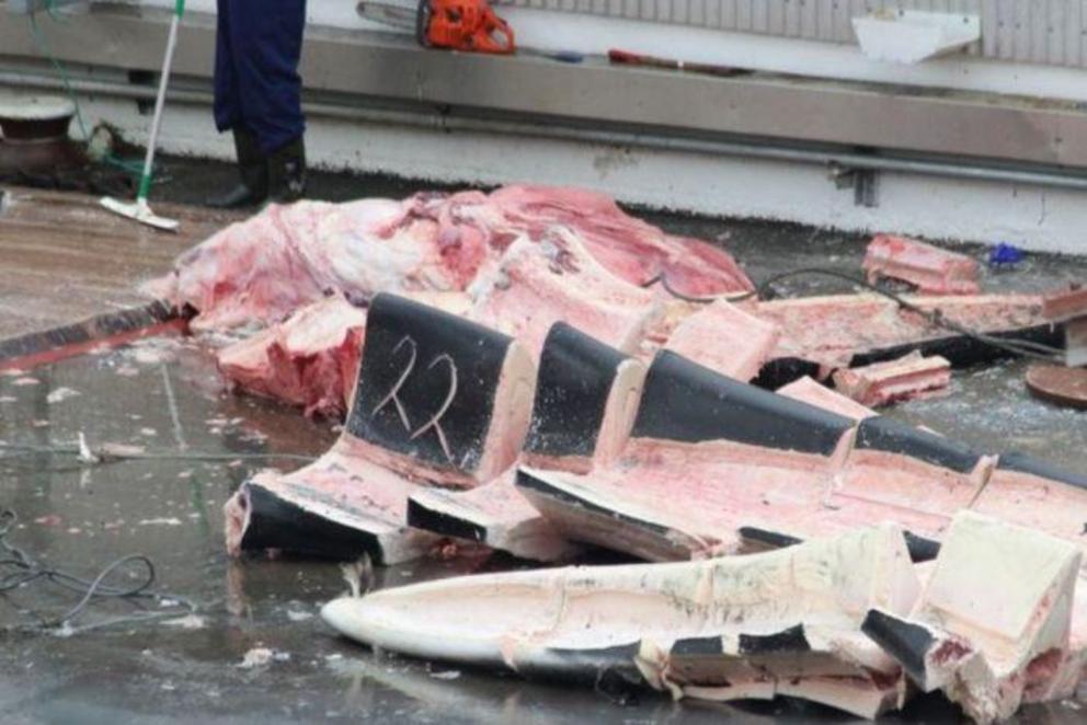 The majority of Iceland's fin whale meat is exported to Japan.