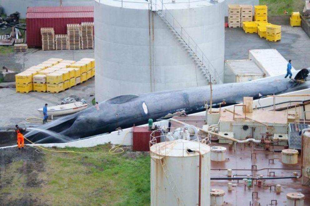 A number of experts identified the slaughtered creature as a blue whale from photographs.