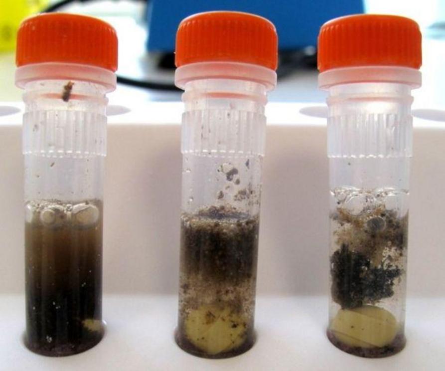 The fat is visible in stomach samples 