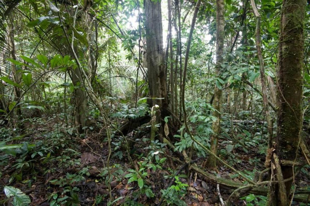Джунгли Гондураса. Джунгли Колумбии. Тропические леса Гондураса. Библиотека в джунглях Колумбия. Джунглях живут люди