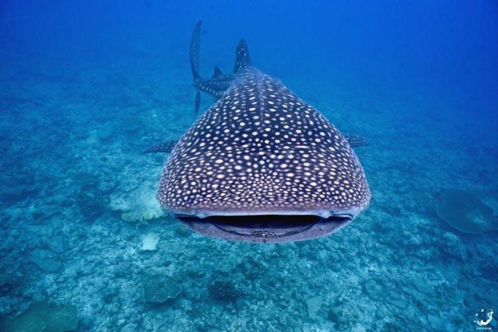 Face to face with the world’s largest fish.