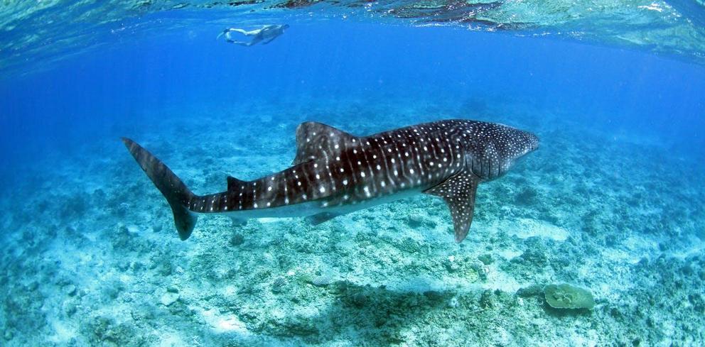 A whale shark basking in the Maldivian shallows.