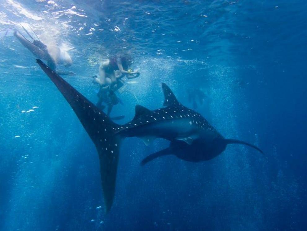 Whale sharks are imposing, but feed on krill and other plankton.