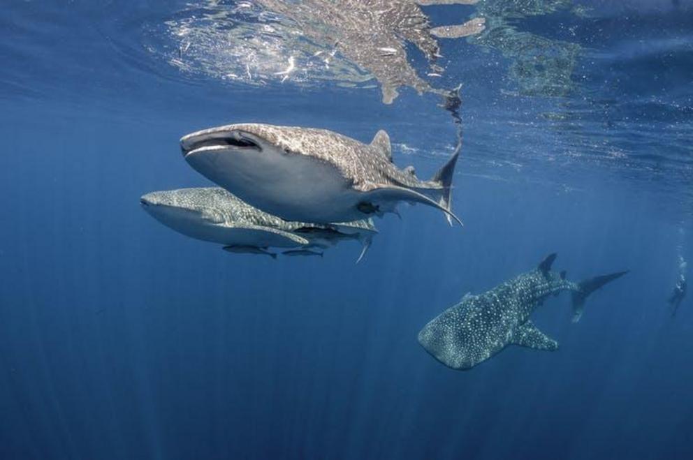 A group of whale sharks feeding near Indonesia.