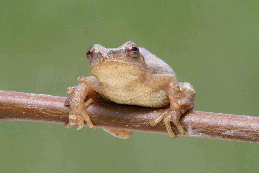 Chill frog