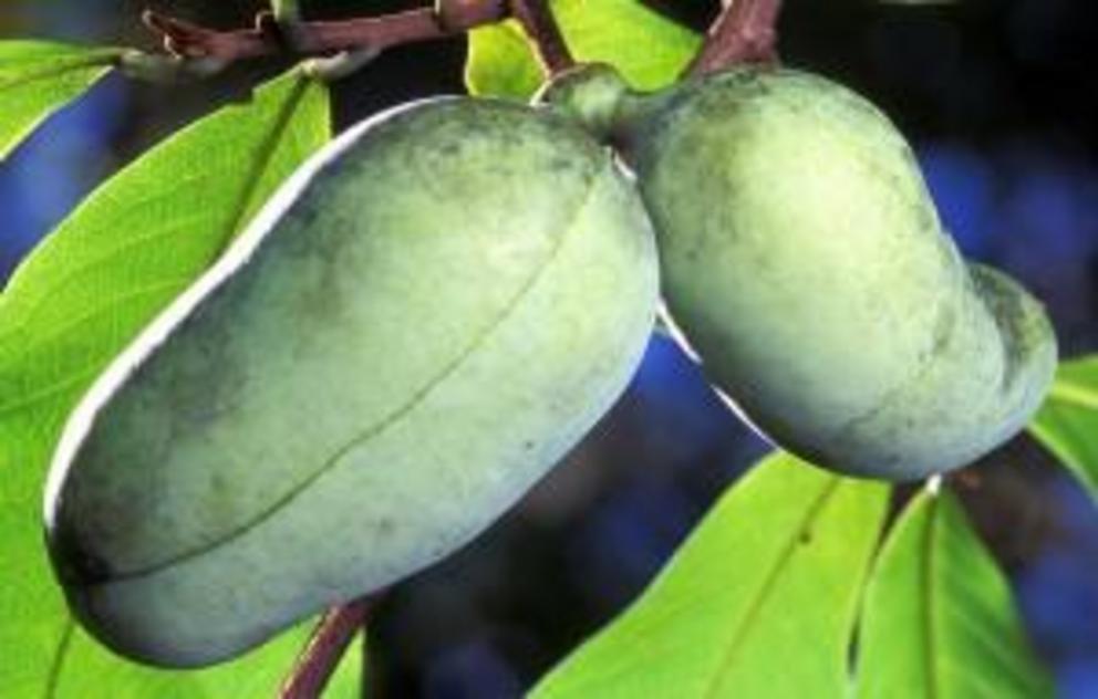The Paw Paw Fruit (and Bark) offers incredible health benefits.