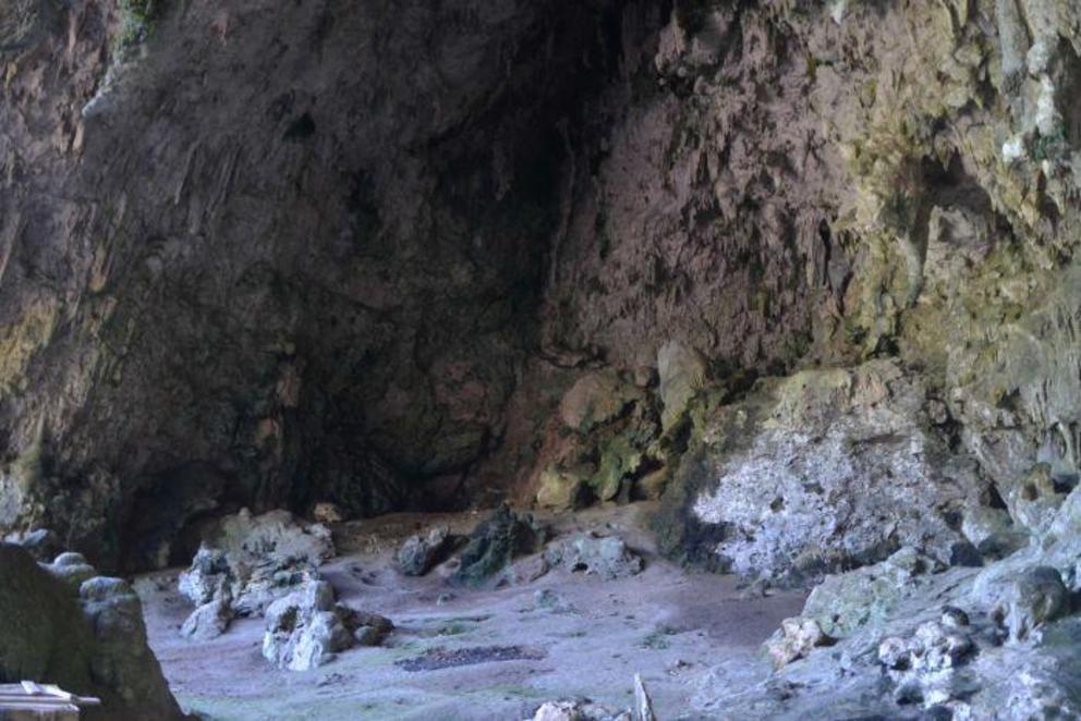 The Liang Bua cave in Flores, where the hobbit's remains were discovered, also contained stegodon fossils.