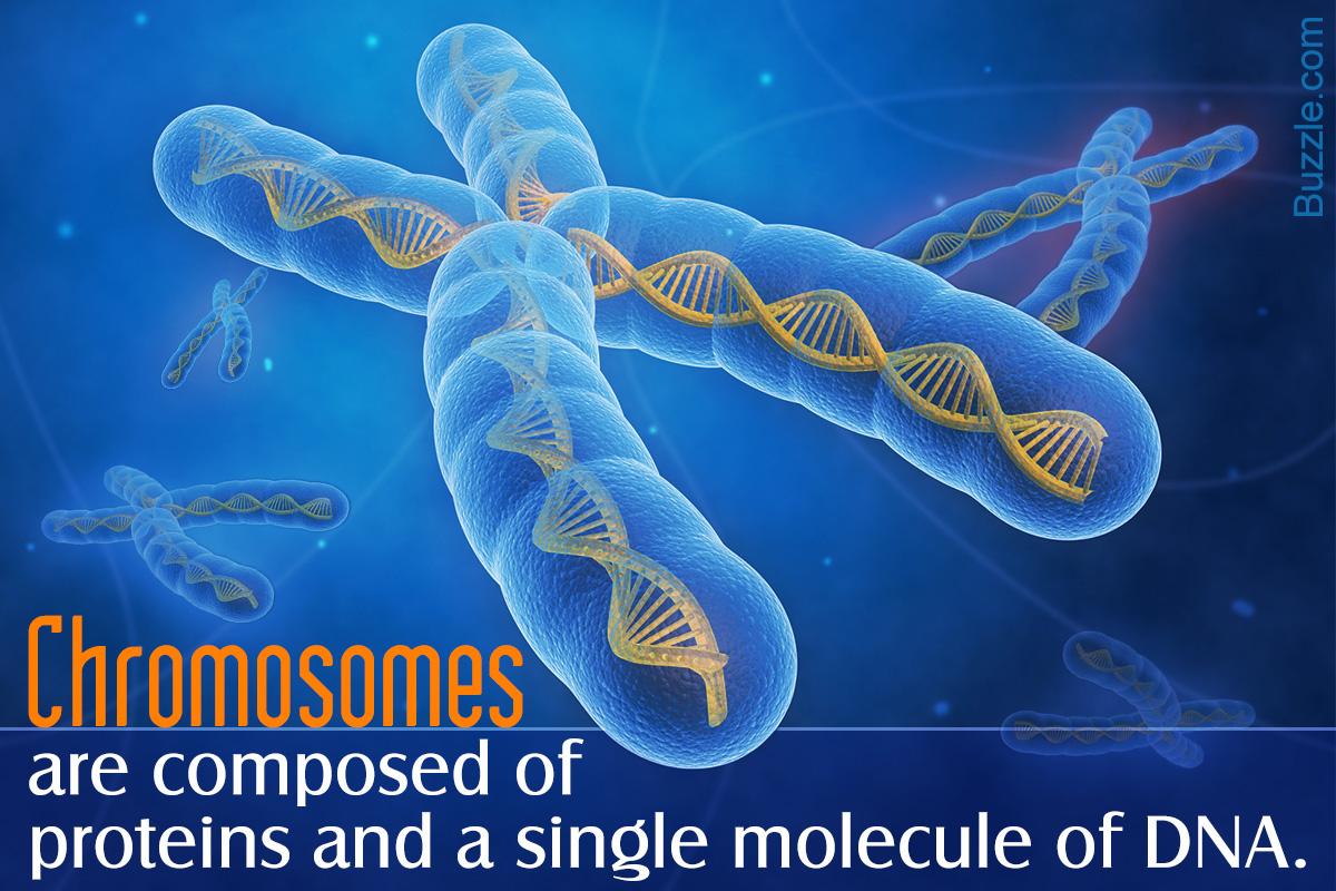 The Movement Of Chromosomes Has Been Mapped For The First Time And It's ...