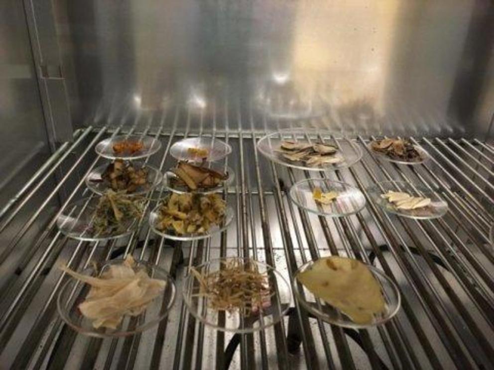 Peels are dried in an oven to prepare them for use in the experiment. Credit: Dickinson College