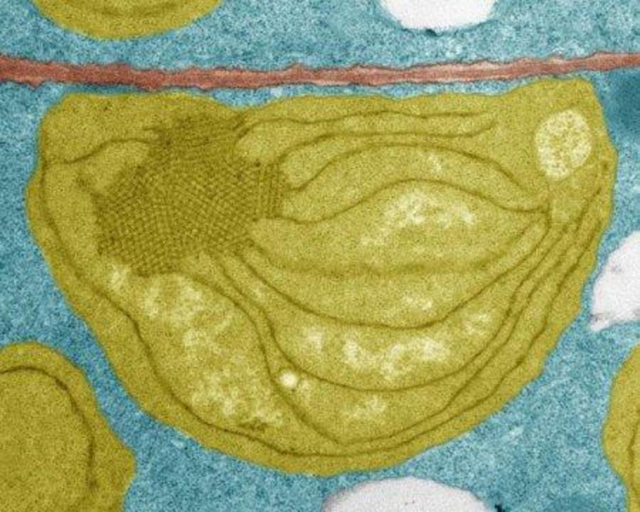 Proplastid (yellow) in a seed embryo cell. The wall (brown) separates two cells, their vacuoles (light grey) and their cytoplasm (blue). Credit: © Sylvain Loubéry, UNIGE