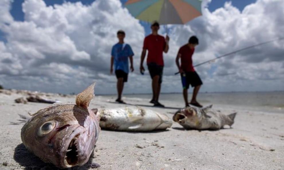 Fish washed up after dying in a red tide in Captiva, Florida.