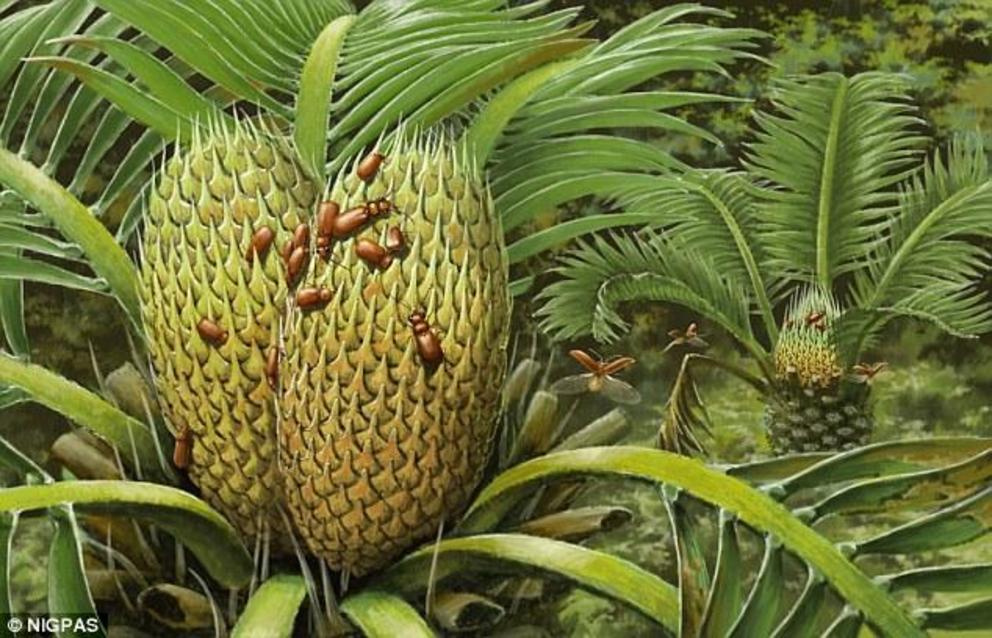 The creepy crawly belongs to a family of beetles known as boganiids and had been pollinating the world's oldest seed plants, called cycads 