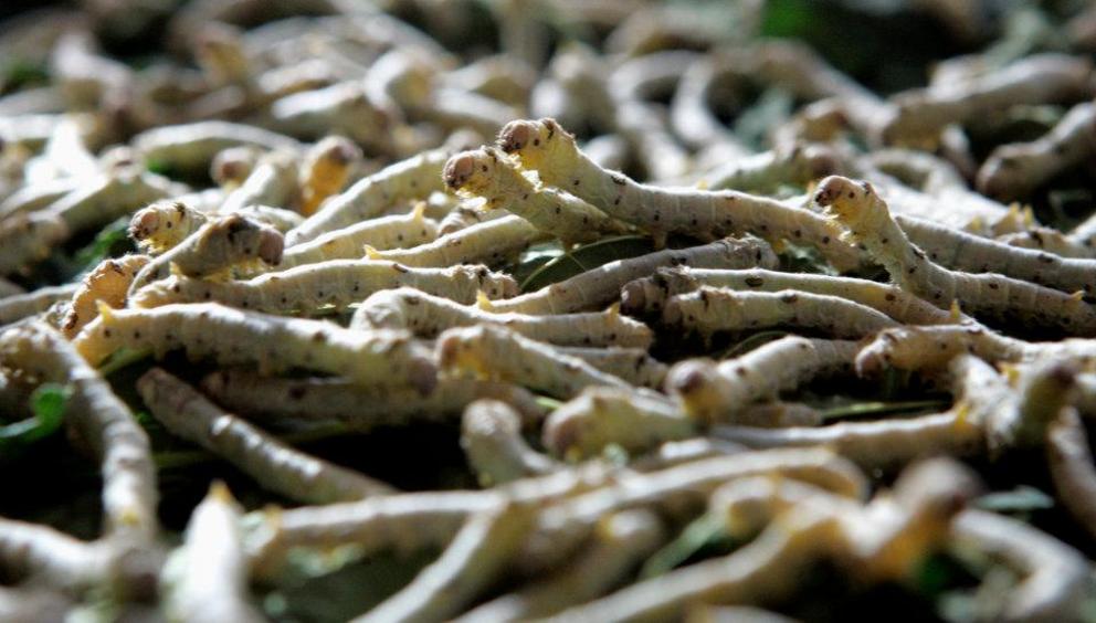 Silkworms may be the next animal to visit the moon.