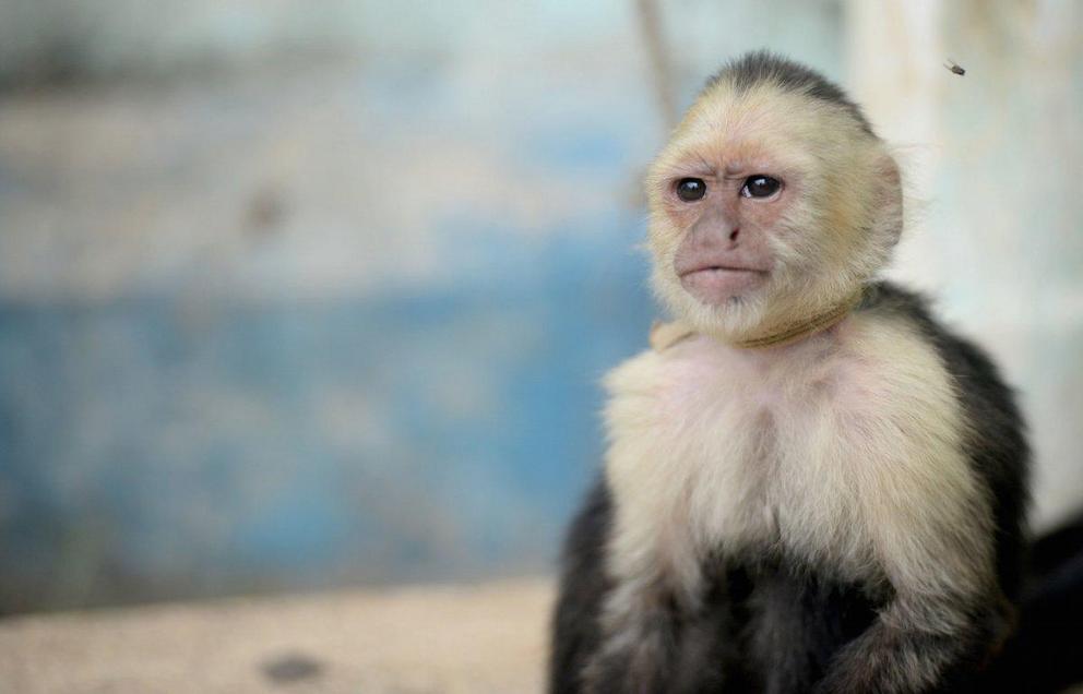 A capuchin monkey in Trujillo, Honduras