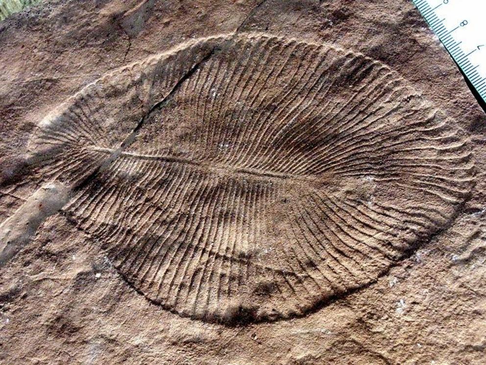 Dickinsonia costata, an iconic Ediacaran organism.