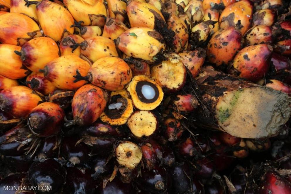 Oil palm fruit in Indonesia