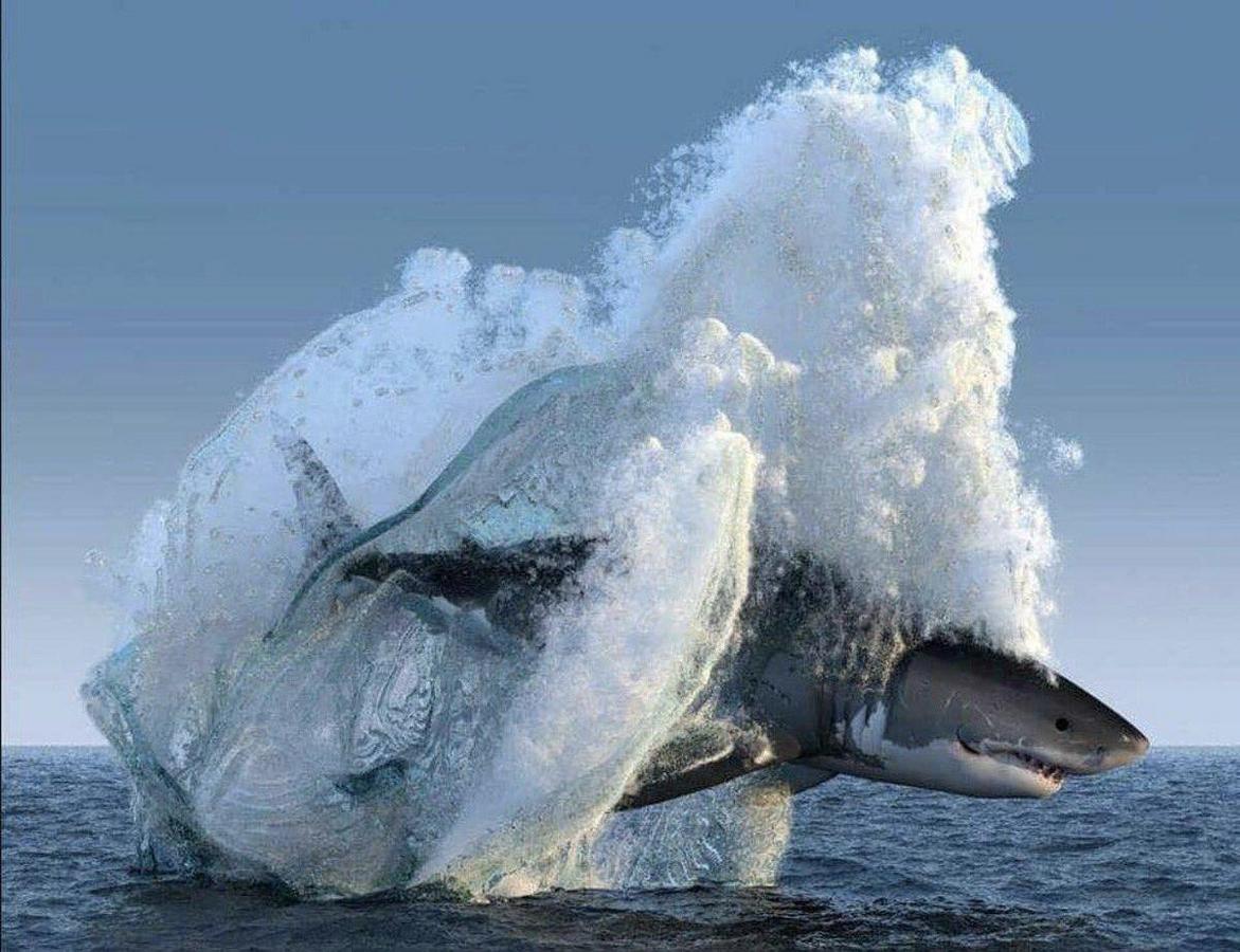 Deep Blue is the largest great white shark ever caught on camera