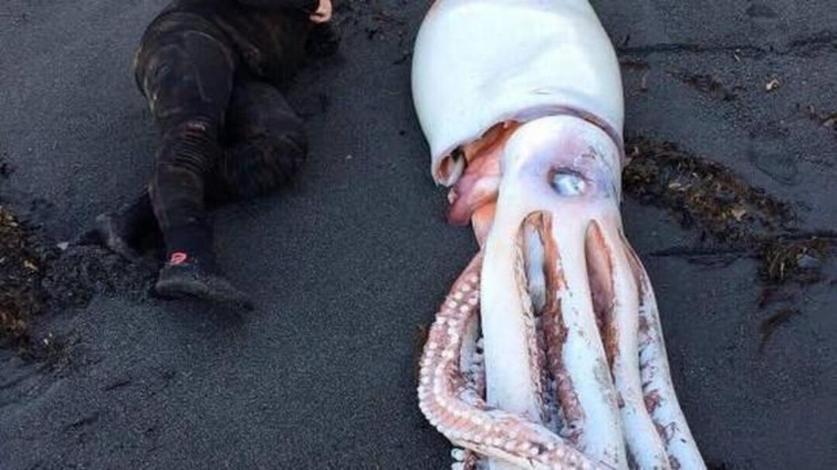 'It was definitely a first': Wellington divers discover giant squid on ...