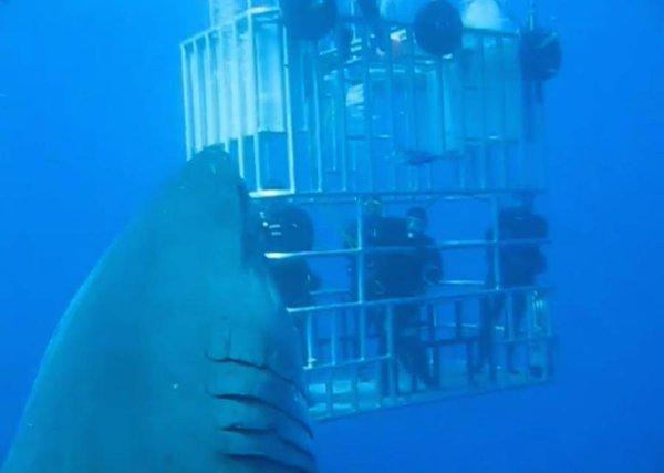 deep blue shark 2020