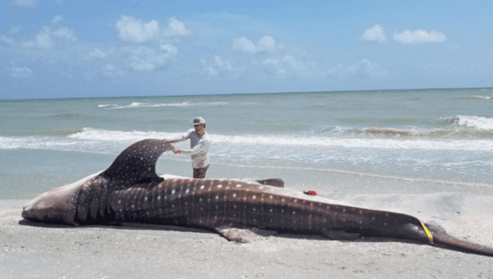 A dead whale shark is examined after being washed up along the shore of Sanibel Island, Florida, U.S., in this photo taken July 22, 2018. | Photo: Courtesy of Florida Fish and Wildlife Conservation Commission/via REUTERS