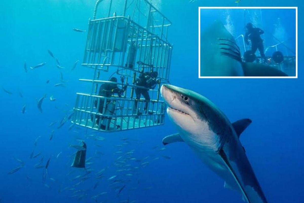 deep-blue-is-the-largest-great-white-shark-ever-caught-on-camera