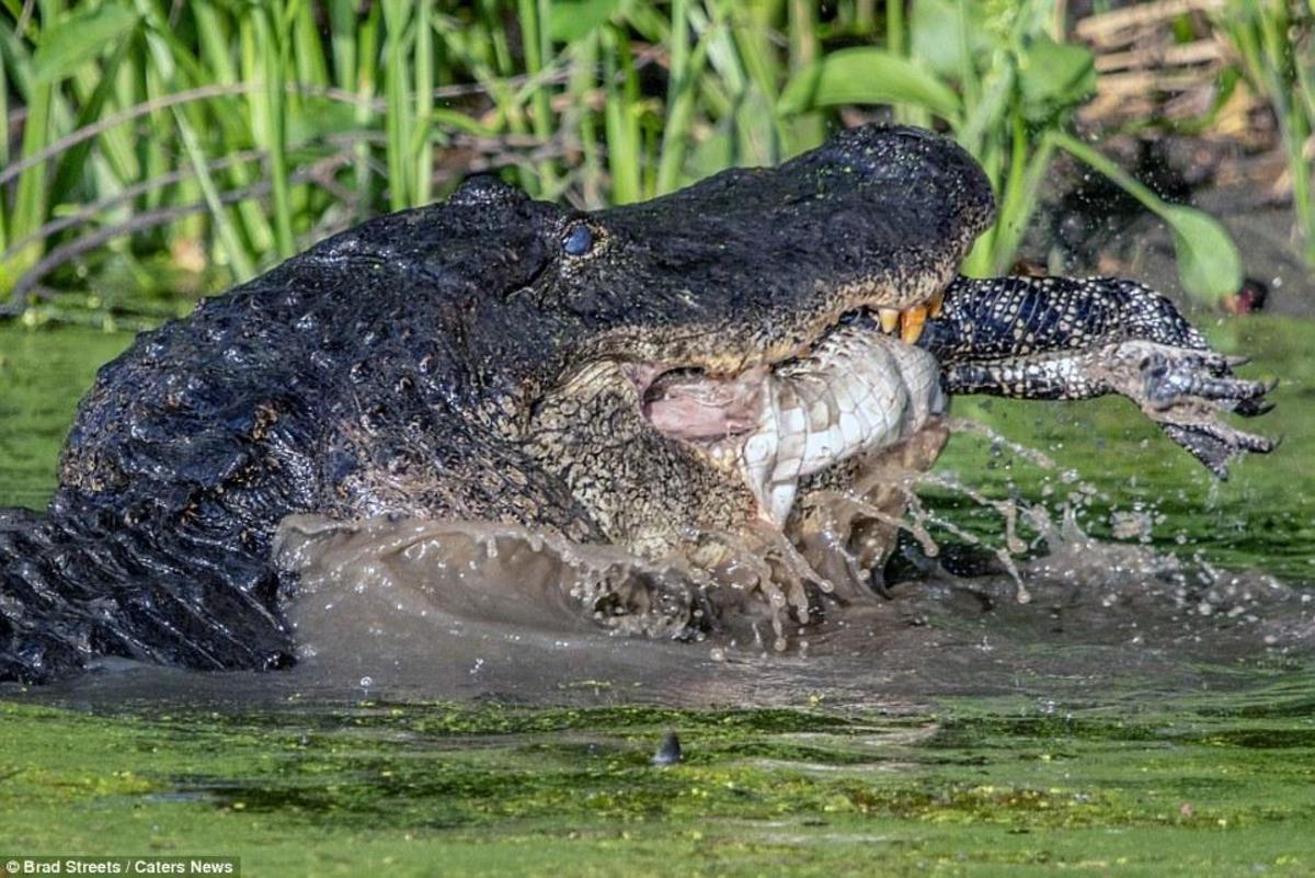 Huge cannibal alligator eats a young rival - Nexus Newsfeed