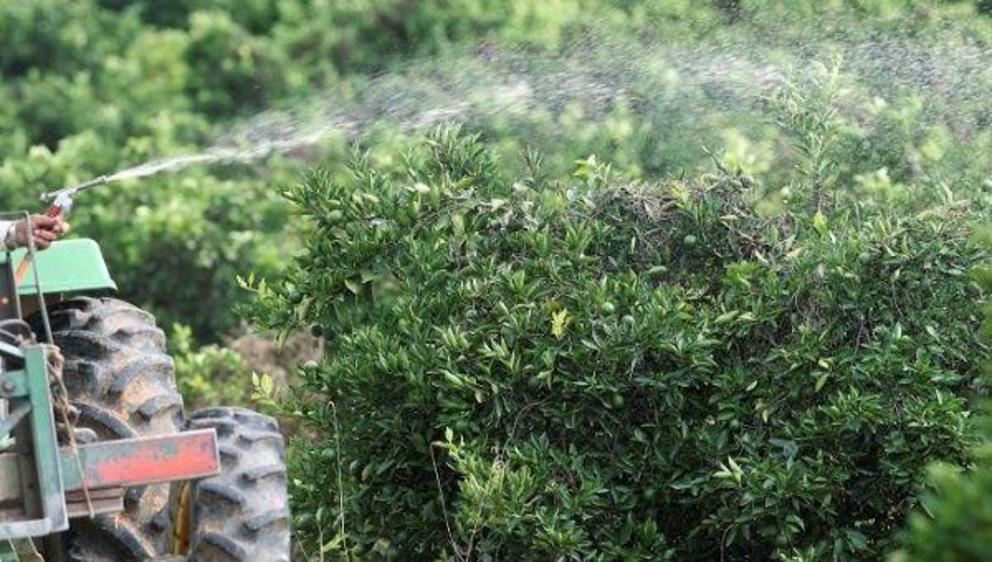 A worker sprays insecticide over orange trees on a farm in Limeira, Brazil, 2012. | Photo: Reuters