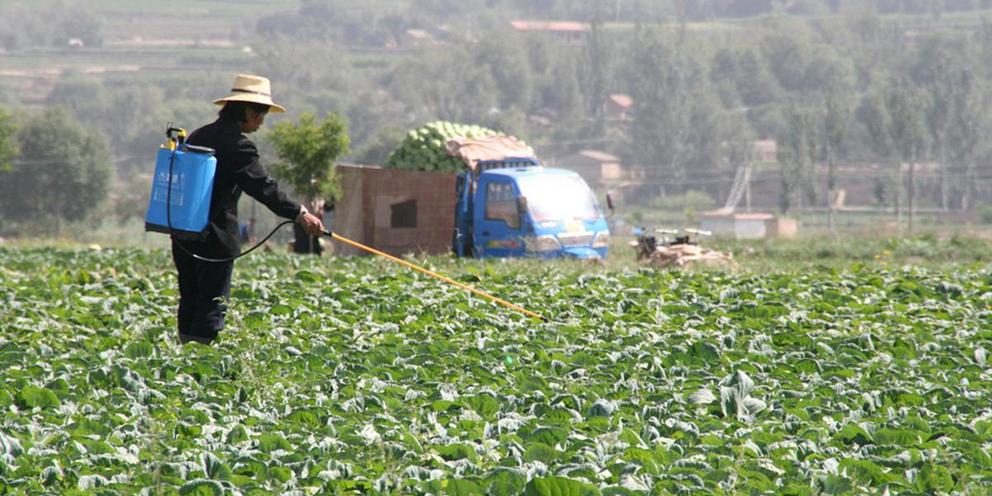 A farmer spreads pesticide to her crops.