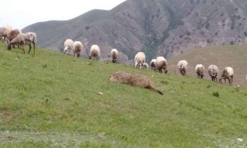 A dead Marmota himalayana in the foreground, Tibetan sheep in the background.