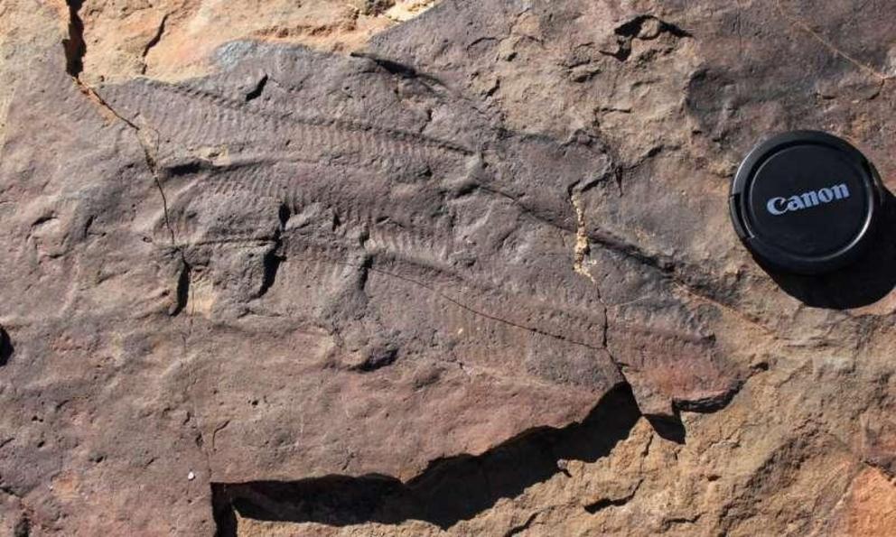 Ediacara biota fossil found during Darroch's latest field work in Namibia.