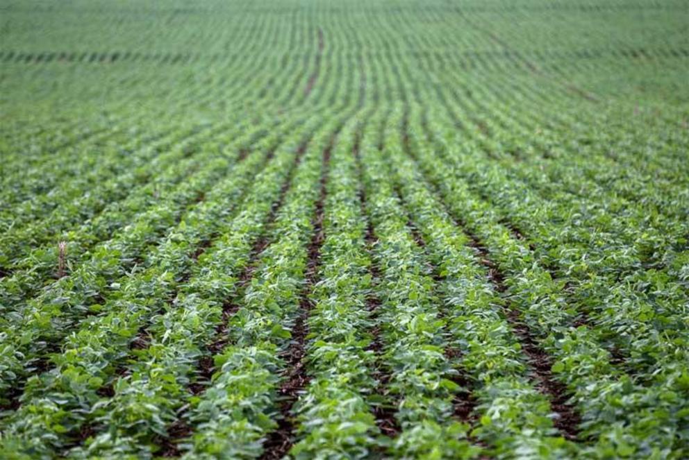 Rows of soy, as far as the eye can see. Brazil is the second largest user of chemical pesticides in the world, after the United States. Industrial agribusiness relies heavily on their application to achieve high production rates.