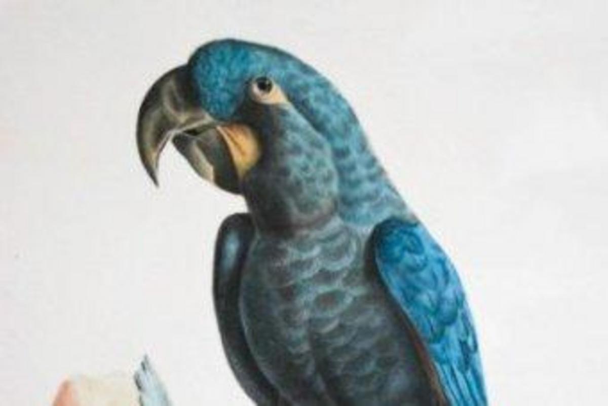 'Blu' macaw one of eight bird species newly listed as extinct Nexus