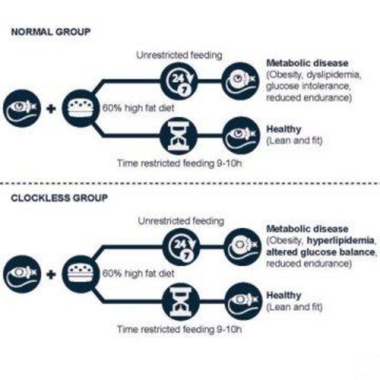 This graphic illustrates how eating within a 10-hour window protects mice from metabolic disease regardless of whether their bodies have functional circadian clocks.