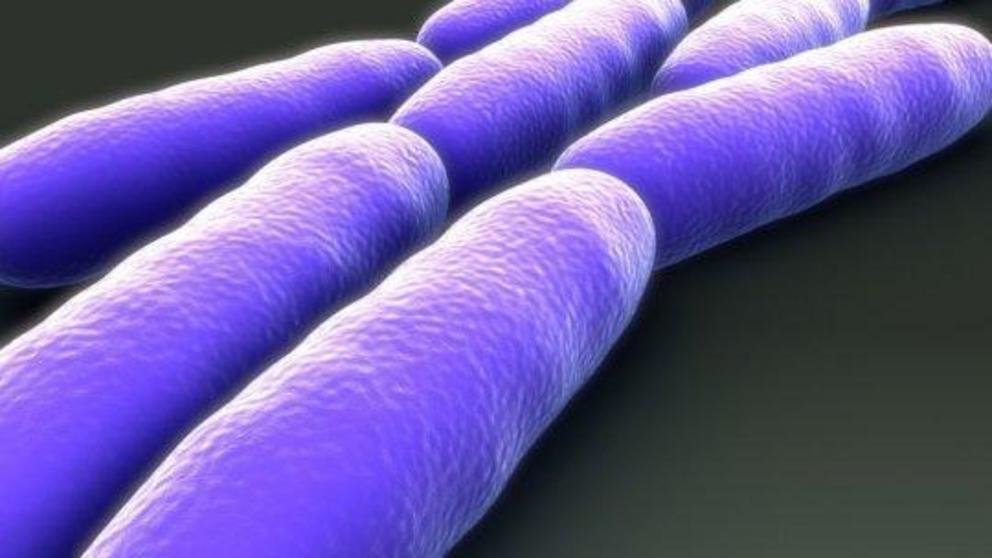 Rendering of E. coli bacteria.