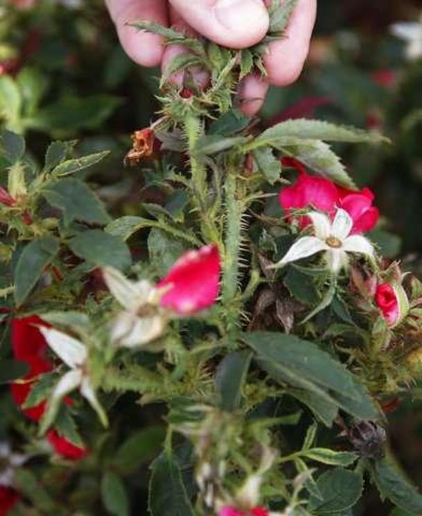 A rose bush with the telltale signs of rose rosette virus is pictured at Oklahoma State University's Plant Disease and Insect Diagnostic Laboratory research plot in Perkins, Okla., Tuesday, Sept. 11, 2018. Signs include super-thorny stems and clusters of 