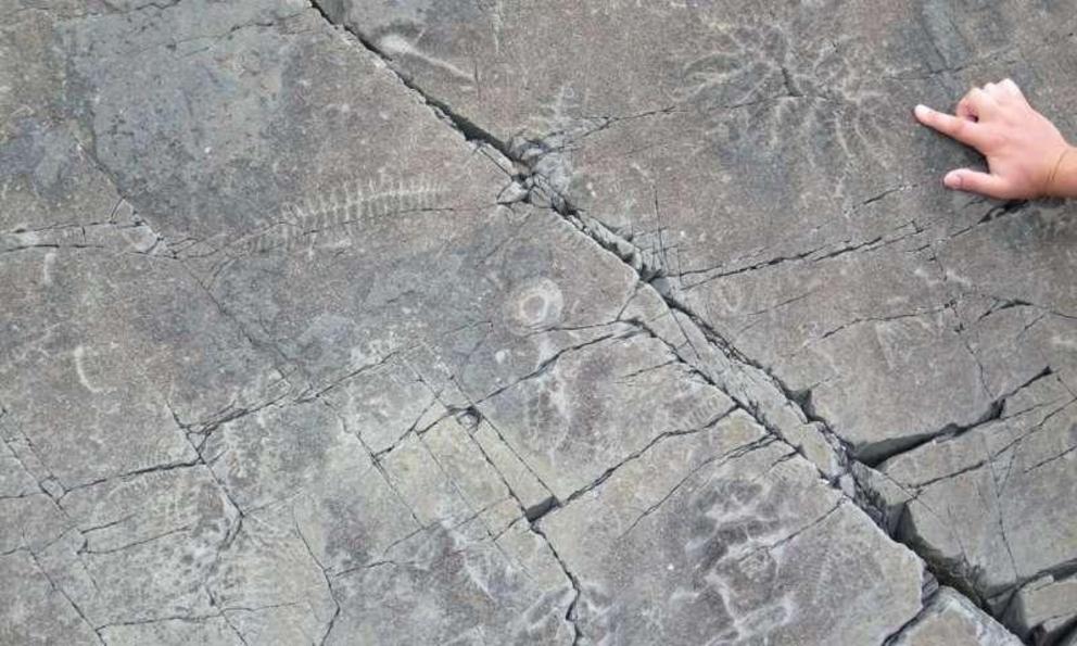 Ediacara biota fossils found during Darroch's latest research in Namibia.