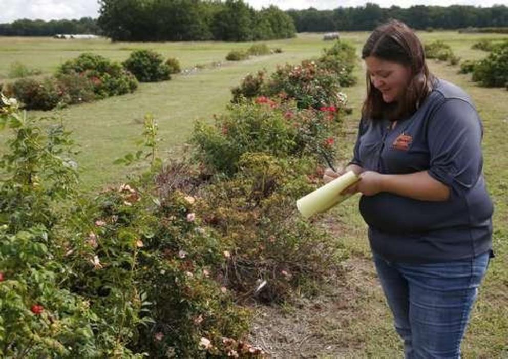 Jen Olson, with the Plant Disease and Insect Diagnostic Laboratory at Oklahoma State University takes notes at a research plot studying rose rosette virus in Perkins, Okla., Tuesday, Sept. 11, 2018.