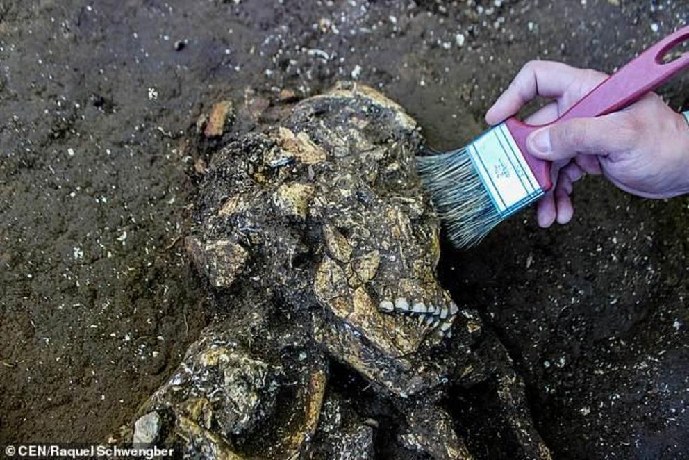 The skeletons' skulls and leg bones appear to be well-preserved with the teeth still clearly visible, experts have said