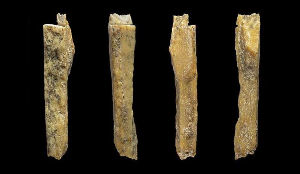 The bone found in Denisova Cave is thought to belong to a hominin.Credit: Ian R. Cartwright, 2018