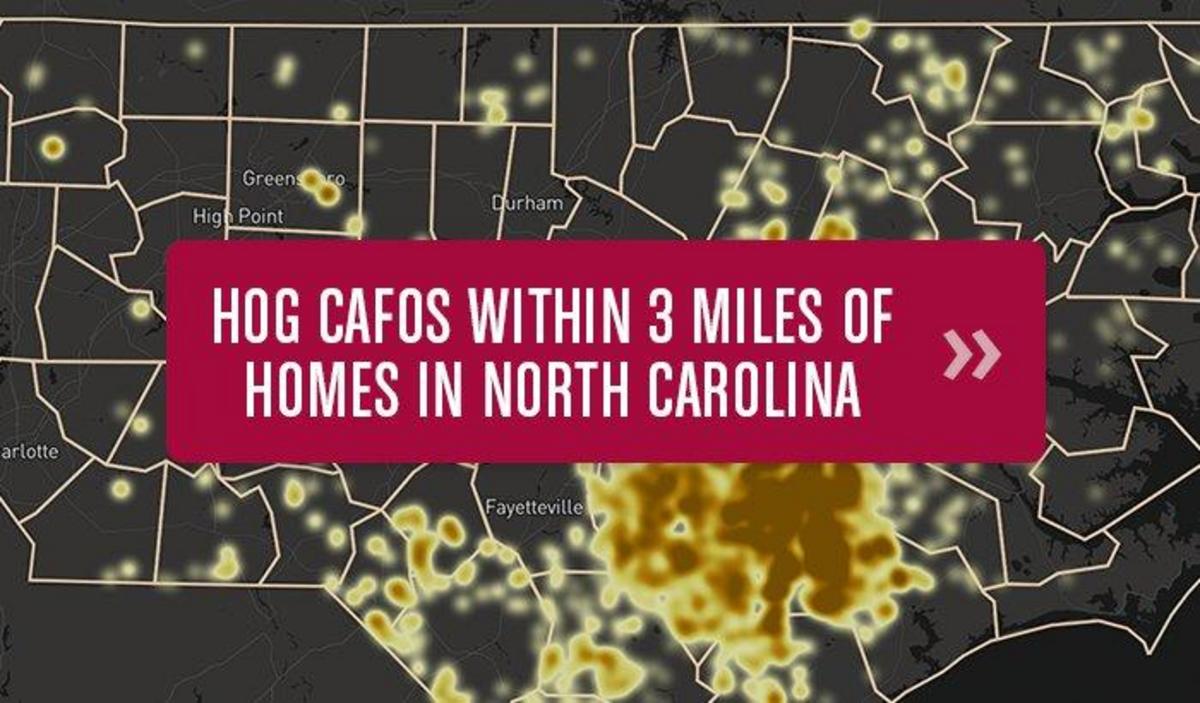 Duke University study North Carolina residents living near large hog