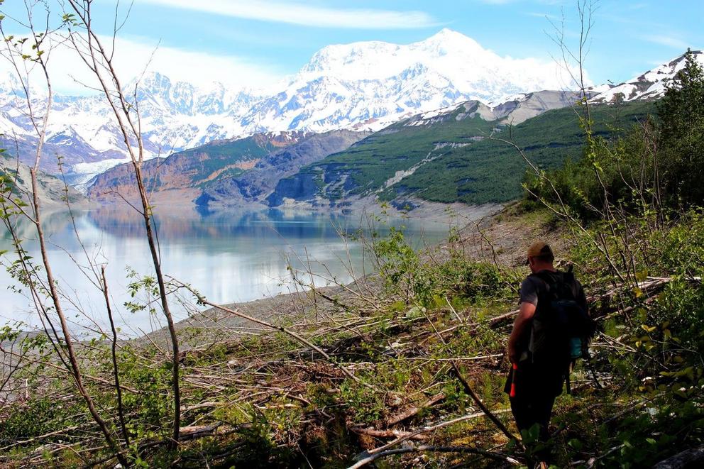 A tsunami scoured trees along the wall of this long fjord in Alaska