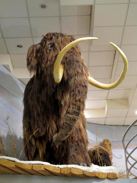 The furry mammoths last trod the Earth 14,000 years ago