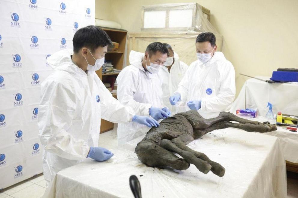 The scientists are to use this baby horse that have been preserved in ice in Siberia