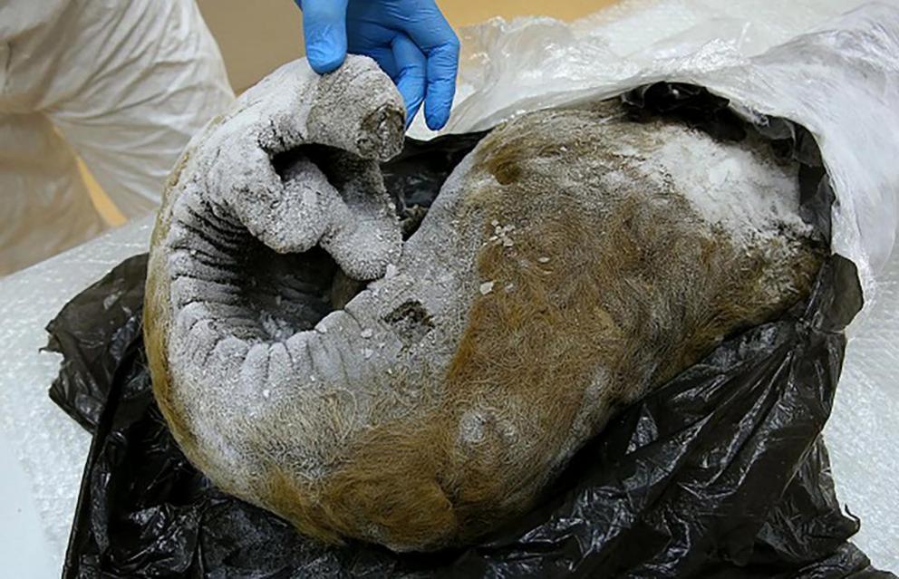 Remarkably frozen furry mammoths have been found almost completely preserved