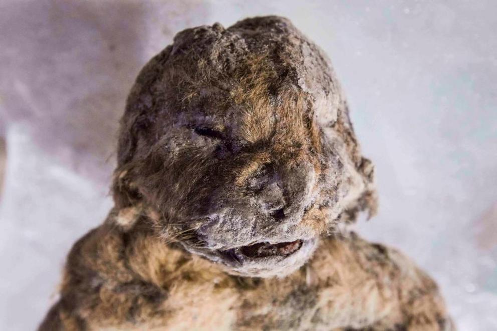 Earlier this month it emerged that a baby cave lion cub had been found near to where the Ice Age park will be created