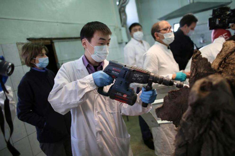 Scientists drill into a preserved woolly mammoth to obtain DNA samples