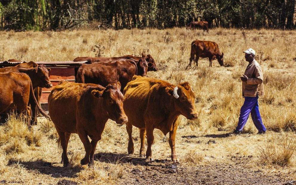 A farmer checks his cattle on a South African farm